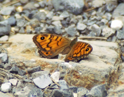11jun11-tgsierranieves-Wall Brown