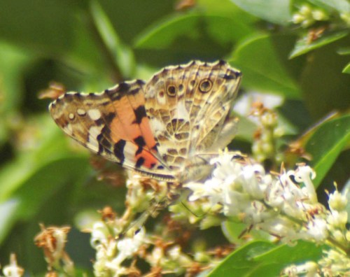 30MAY11-TGSOTOGDN-Painted Lady underside