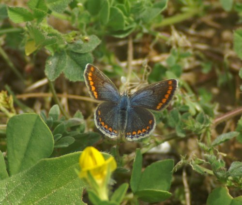 30MAR08-TGALCDS-Common Blue - Polyommatus icarus