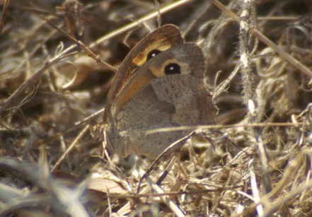 SEPT09-TGRMNBTHS-Meadow Brown
