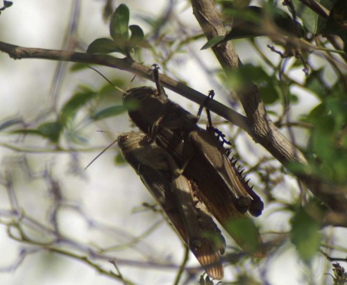 11DEC10-JMNA-Egyptian Grasshoppers mating
