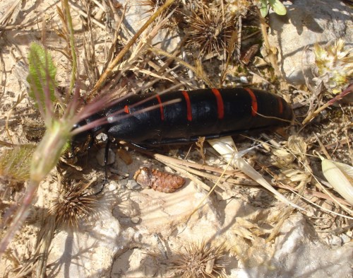 19JUN10-Sierra de las Nieves 004