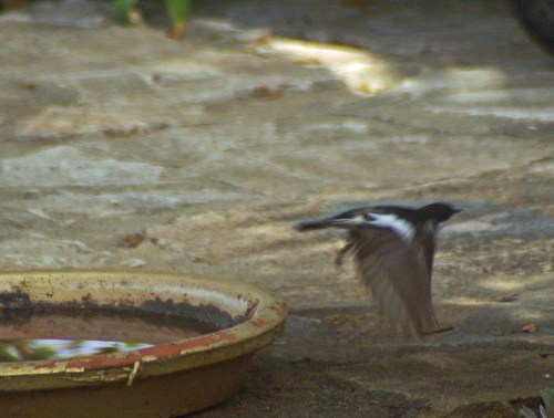 5MAY08-TGSOTOGDN-Pied Flycatcher (m)