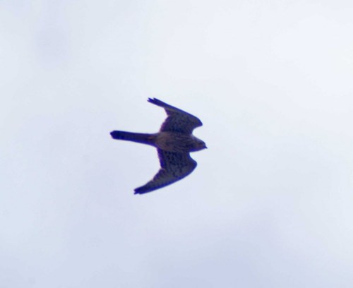 11MAY11-TGSPSOTOBRD-Kestrel