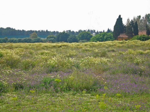 15MAY11-TGSPFLWR -Guadiaro wildflower field
