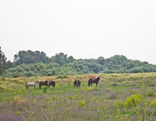 15MAY11-TGSPFLWR-Guadiaro wildflower field & horses