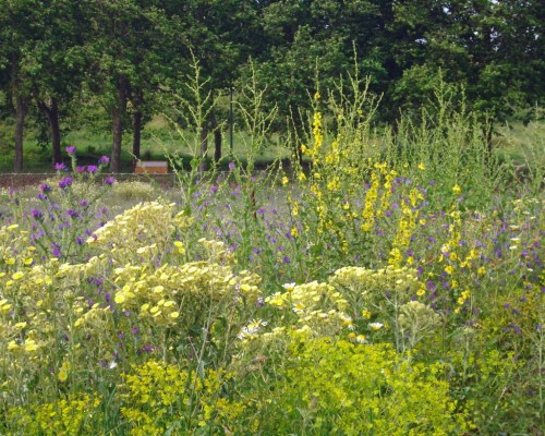15MAY11-TGSPFLWR-Guadiaro field edge
