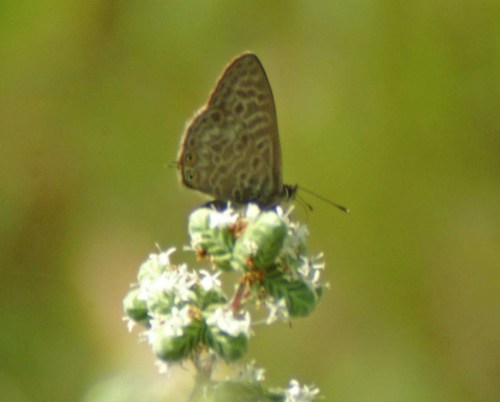 27MAY11-TGSOTOGDN-Leptotes pirithous - Lang's Short-tailed Blue