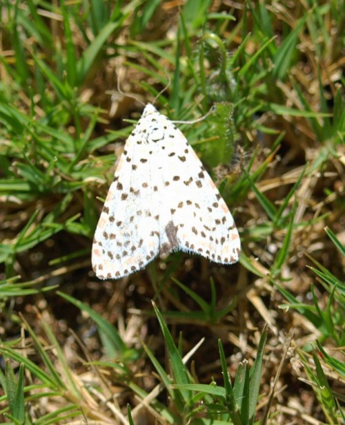 6MAY11-TGSPSOTOMTH-Crimson Speckled Moth