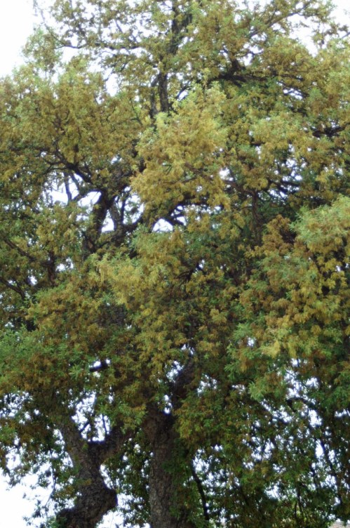 8MAY11-TGSPSOTOFLR-Cork Oak tree in flower
