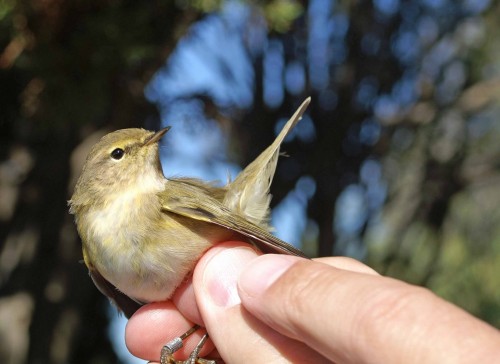 311011gonhsobs-Chiffchaff free to go after ringing