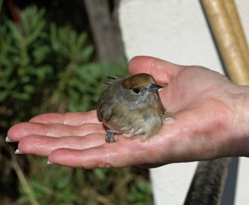 301011tggonhsobs-Blackcap in hand-gibraltar