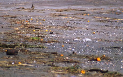The beach is always strewn with oranges after a storm