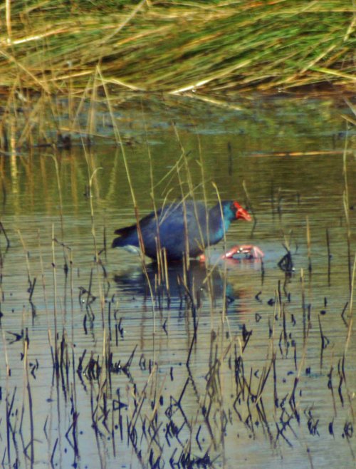 Food item is grasped with the long toes then lifted up towards the bill