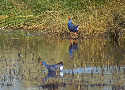 Purple Swamp hens are monogomous
