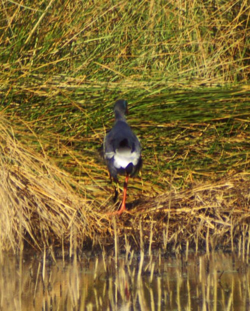The bright white rump 