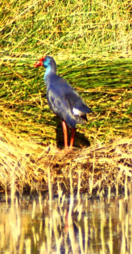 A gorgeously glossy Purple Gallinule