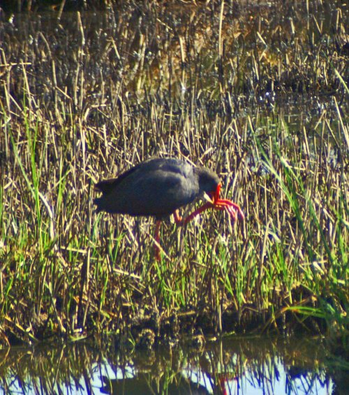 The foot clasping food is raised up towards the bill
