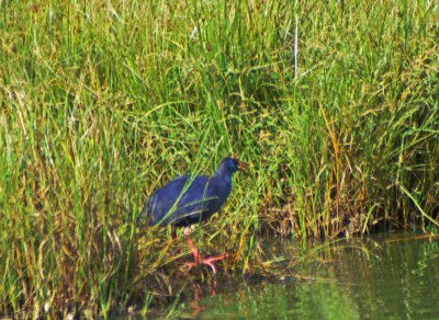 Purple Swamp Hen squawking whilst stalking along the edge of the lagoon
