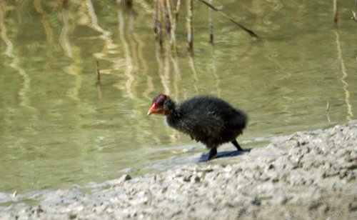 A Purple Swamp Hen chick is not particularly beautiful. I photographed this one at Laguna Sidonia Medina