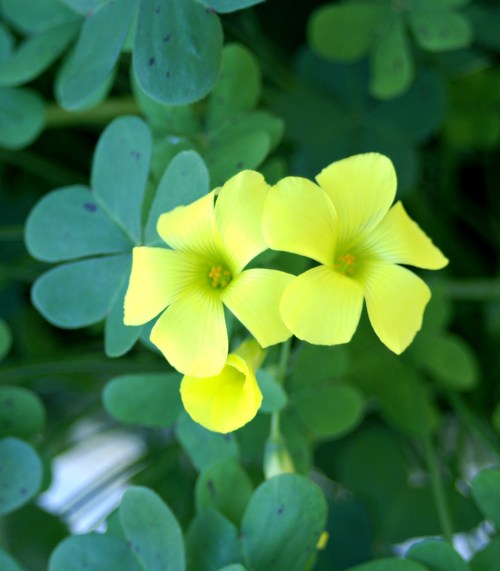 Bermuda Buttercup