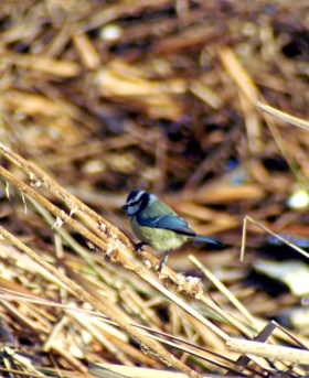 Blue tit 