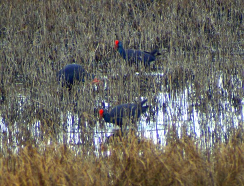 Swamp hens out feeding in the flooded reed bed on the edge of the lagoon 