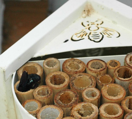 Carpenter bee squeezing in