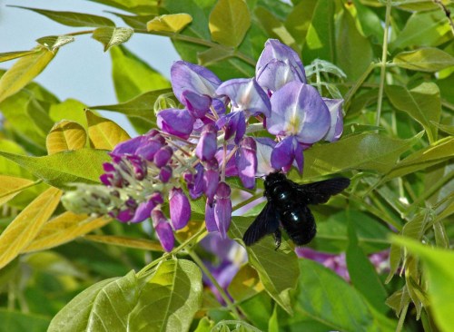 Violet Carpenter Bee visiting wisteria