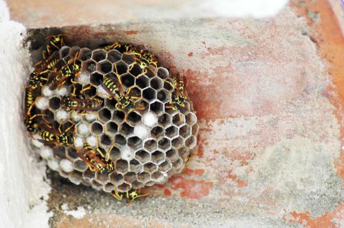 Beautifully crafted nest of a paper wasp colony