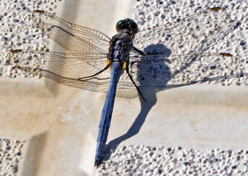 4/9/10-Epaulet skimmer -Orthetrum-chrysostigma