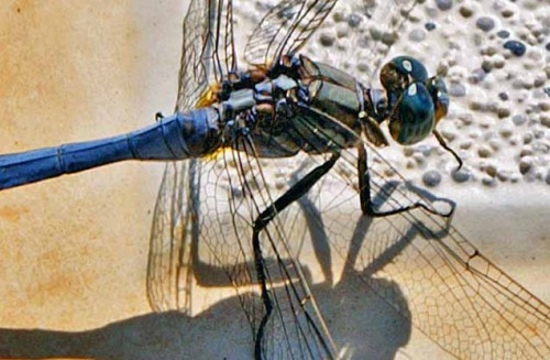 KONICA MINOLTA DIGITAL CAMERA