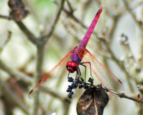 violet-dropwing-trithemis-annulata