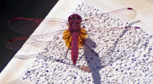 100907-Violet dropwing-Trithemis annulata-Sotogrande-Spain