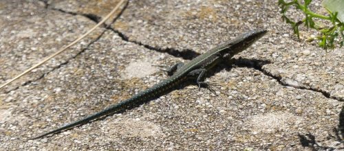 170322-GIBMS115-1417-Lizard runs for cover