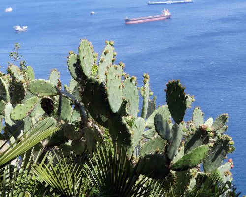 170322-GIBMS115-1429-Prickly pear