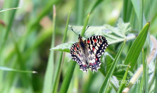 170322-GIBMS66-1239a-Spanish Festoon upperside
