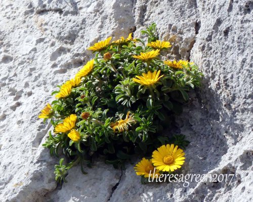 170322-GIBMS68-1243-Sea Daisy-Pallenis spinosa