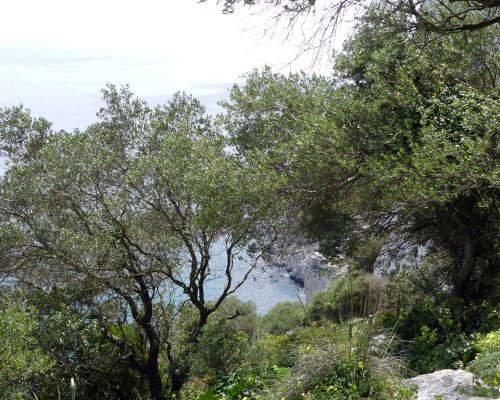 170322-GIBMS91-1347-Wild Olives